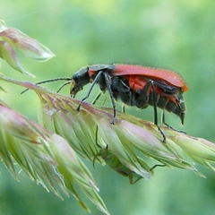 Malachius aeneus