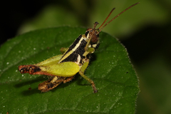 Paracoptacra cauta