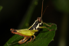 Paracoptacra cauta