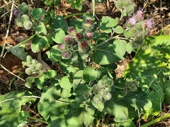 Arctium tomentosum