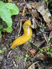Ariolimax californicus