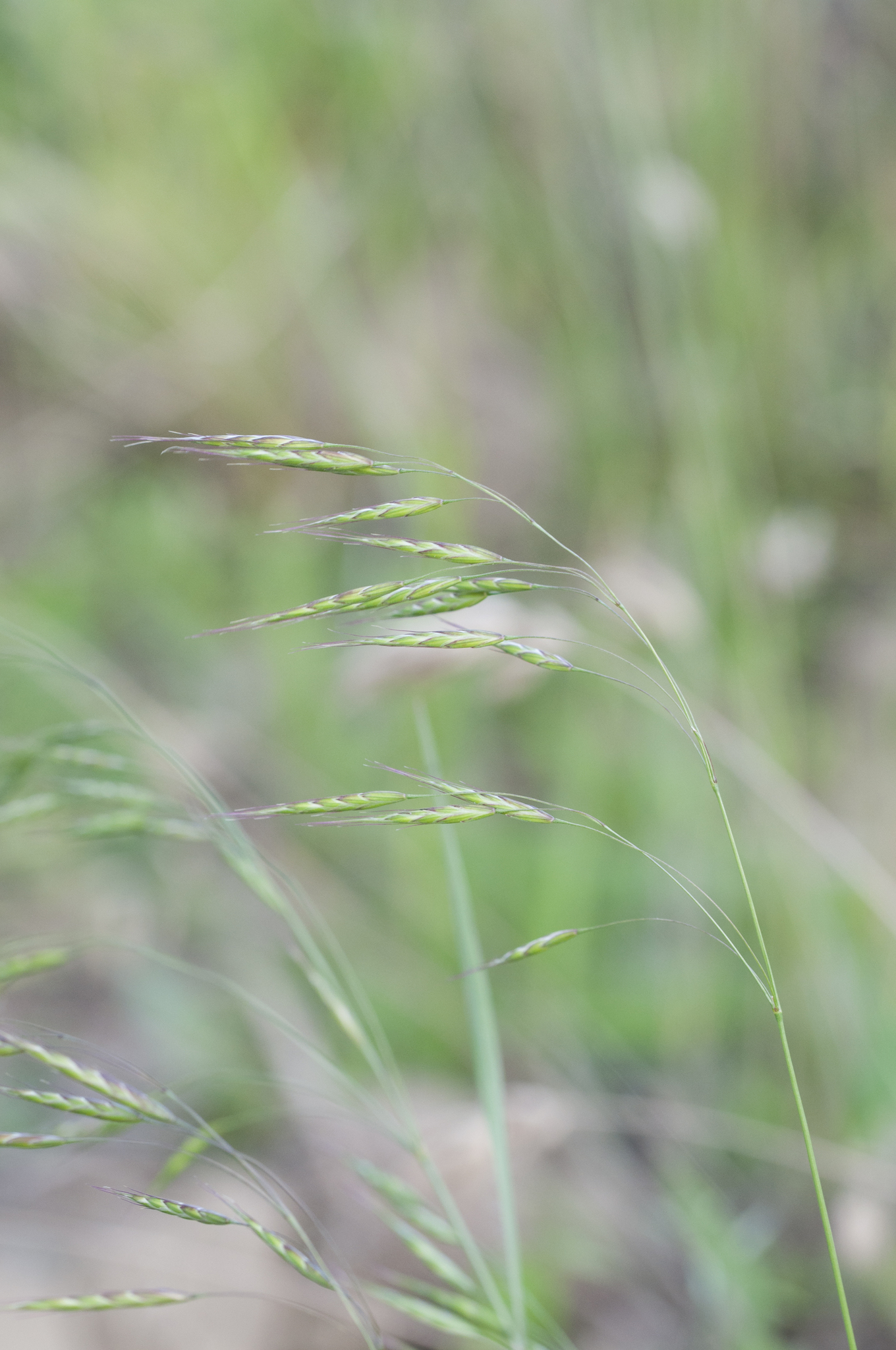 Bromus arvensis