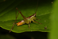 Conocephalus iris