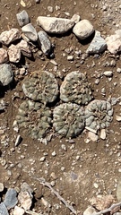 Lophophora