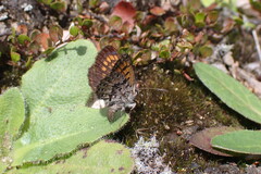 Lycaena boldenarum