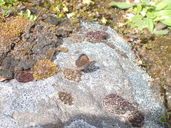 Lycaena boldenarum