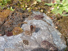 Lycaena boldenarum