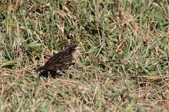 Leistes militaris