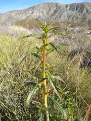 Eulobus californicus