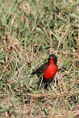 Leistes militaris