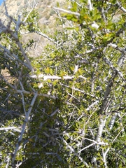 Prunus fasciculata