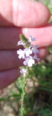 Verbena officinalis