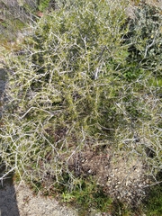 Prunus fasciculata