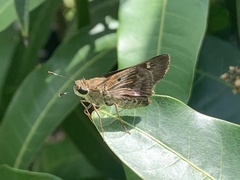 Nyctelius nyctelius