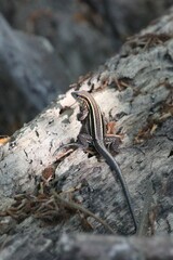 Holcosus quadrilineatus