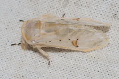 Naroma varipes