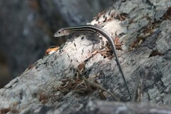 Holcosus quadrilineatus