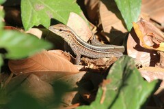 Holcosus quadrilineatus