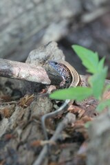 Holcosus quadrilineatus