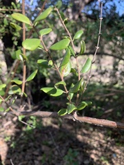 Lonicera subspicata