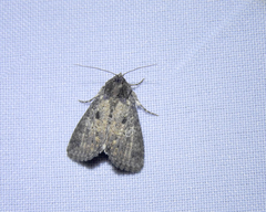 Condica samula