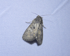Condica samula