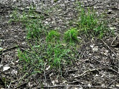 Glyceria striata striata