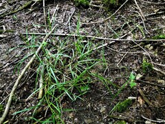 Glyceria striata striata