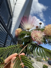 Calliandra surinamensis