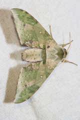 Chloroclanis virescens