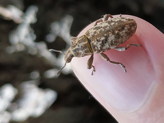 Cyphocleonus dealbatus