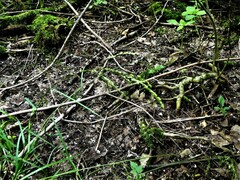 Glyceria striata striata