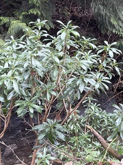 Daphne laureola