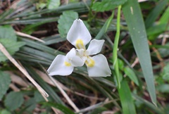 Dietes