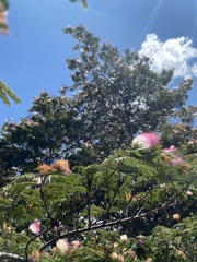 Calliandra surinamensis
