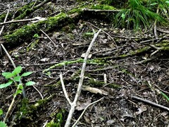 Glyceria striata striata