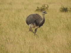 Rhea pennata