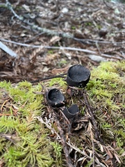 Pseudoplectania nigrella