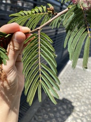 Calliandra surinamensis