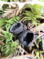 Pseudoplectania nigrella