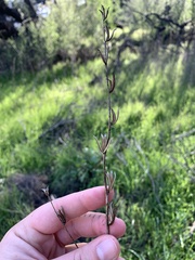 Toxicoscordion fremontii