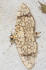 Haritalodes polycymalis