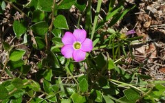 Oxalis smithiana