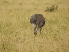 Rhea pennata