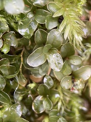 Rhizomnium punctatum