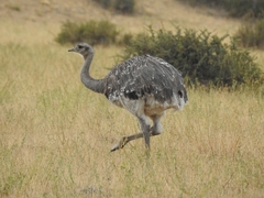 Rhea pennata