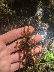 Calliergonella cuspidata