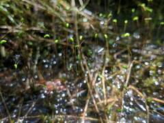 Calliergonella cuspidata