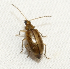 Metrioidea