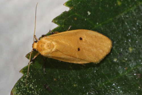 Eilema mesosticta